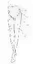 Fig. 01 - Self-Supporting Stocking