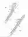 Fig. 02 - LONGITUDINAL SUBSTRATE AND WIPER FOR MOTOR VEHICLE