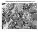 Fig. 01 - FERTILIZER COMPOSITIONS METHODS OF MAKING AND USING SAME