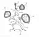 Fig. 01 - Ornamentation System