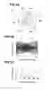 Fig. 04 - Electric power steering apparatus