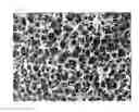 Fig. 07 - Shaped article made of porous hydrogel, manufacturing process therefor and use thereof