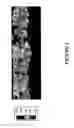 Fig. 02 - High boron hardfacing electrode