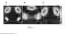 Fig. 23 - EMISSION IN NANOSCALE STRUCTURES VIA NANOCAVITY PLASMONS