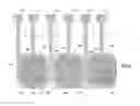 Fig. 01 - Suspended membrane device