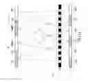 Fig. 10 - METHOD OF PROVIDING A CORRECT 3D IMAGE FOR A VIEWER AT DIFFERENT WATCHING ANGLES OF THE VIEWER