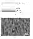 Fig. 02 - Scattering screen system, method of manufacture and application thereof