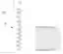 Fig. 01 - Polarizer for Dimming Device