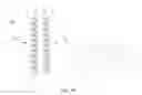 Fig. 07 - Polarizer for Dimming Device