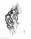 Fig. 06 - Polypeptides targeting vascular endothelial growth factor receptor-2 and alpha V beta 3 integrin