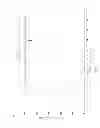 Fig. 06 - Galactolipids-Enriched Plant Extracts And The Uses Thereof