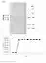 Fig. 03 - Isolated bacteriophage having -specific bactericidal activity and antibacterial composition comprising the same