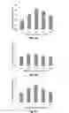 Fig. 03 - INJECTABLE CNS-DERIVED ECM FOR TISSUE RECONSTRUCTION