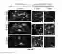 Fig. 21 - INJECTABLE CNS-DERIVED ECM FOR TISSUE RECONSTRUCTION