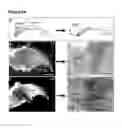 Fig. 09 - NAIL STEM CELLS AND METHODS OF USE THEREOF