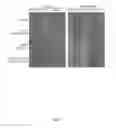 Fig. 04 - Methods for improved wound closure employing olivamine and endothelial cells