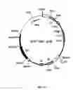 Fig. 09 - Methods of treating progressive forms of multiple sclerosis comprising subcutaneously administering daclizumab