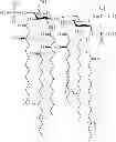 Fig. 05 - Monophosphorylated lipid A derivatives