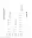 Fig. 07 - Antibodies to human GDF8