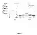 Fig. 09 - Methods for treating allergy and enhancing allergen-specific immunotherapy by administering an IL-4R inhibitor