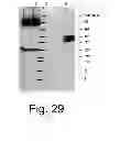 Fig. 34 - Neutralizing antibodies and methods of use thereof