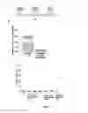 Fig. 02 - METHOD FOR INDUCING IMMUNE TOLERANCE THROUGH TARGETTED GENE EXPRESSION