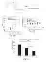 Fig. 22 - Targeted Crosslinked Multilamellar Liposomes