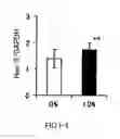 Fig. 10 - AGENT FOR ACTIVATING SIRTUIN GENE CONTAINING EGG SHELL MEMBRANE INGREDIENT AND COMPOSITION USING THE SAME