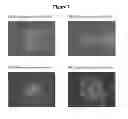 Fig. 08 - Pluripotent cell lines and methods of use thereof