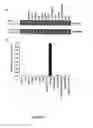 Fig. 02 - Pharmaceutical compositions comprising small interfering RNA inhibitors of NOX3