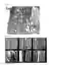 Fig. 09 - Dental implant and method for producing same