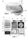 Fig. 07 - Method and system for quantitative assessment of letter identification latency