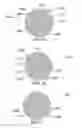 Fig. 22 - Method and system for quantitative assessment of social interactions nulling testing