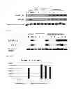 Fig. 07 - COMPUTER READABLE MEDIUM FOR ENABLING A COMPUTER TO CARRY OUT PROVISION OF INFORMATION ON COLON CANCER AND MARKER AND KIT FOR OBTAINING INFORMATION ON COLON CANCER