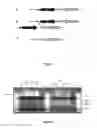 Fig. 02 - Primers and methods for determining RhD zygosity