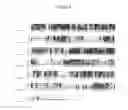 Fig. 06 - Genes conferring tolerance to ethanol and high temperature for yeasts