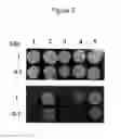 Fig. 07 - Genes conferring tolerance to ethanol and high temperature for yeasts