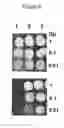 Fig. 08 - Genes conferring tolerance to ethanol and high temperature for yeasts