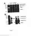 Fig. 02 - NON-INVASIVE ENZYME SCREEN FOR TISSUE REMODELLING-ASSOCIATED CONDITIONS