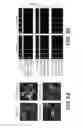 Fig. 06 - Transmembrane protein as biosensors