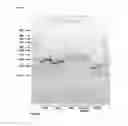 Fig. 02 - Methods and products for transfecting cells