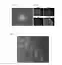 Fig. 04 - Methods and products for transfecting cells
