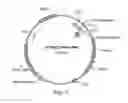 Fig. 02 - ENDOGLUCANASE 1B