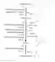 Fig. 01 - Organisms for the production of cyclohexanone