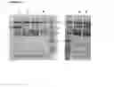 Fig. 17 - Polypeptides having glucoamylase activity and method of producing the same