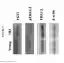 Fig. 08 - Methods and compositions for somatic cell proliferation and viability