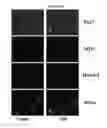 Fig. 09 - Methods and compositions for somatic cell proliferation and viability