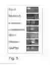 Fig. 06 - Methods of deriving mammalian pluripotent stem cell lines