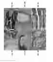 Fig. 07 - Methods of deriving mammalian pluripotent stem cell lines