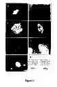 Fig. 04 - Derivation of embryonic stem cells and embryo-derived cells